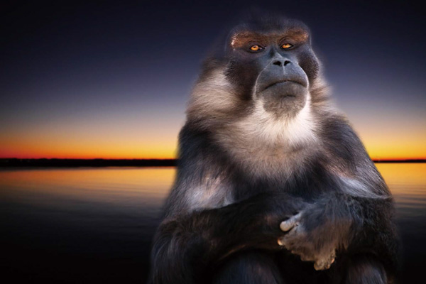 Chimpanzee Series