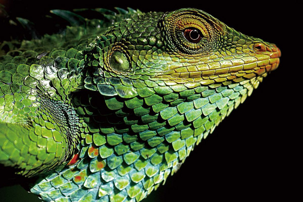 Chameleon Series