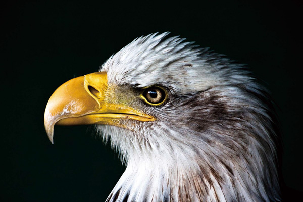 Eagle Series